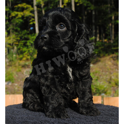 Élevage cockapoo
