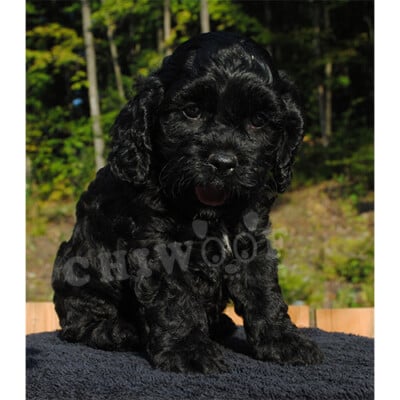 Élevage cockapoo miniature noir