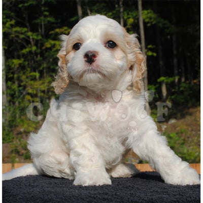 Élevage cockapoo