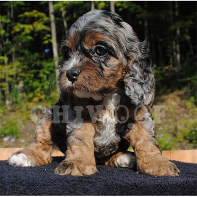 Élevage cockapoo