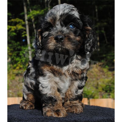 Élevage cockapoo aux yeux bleu