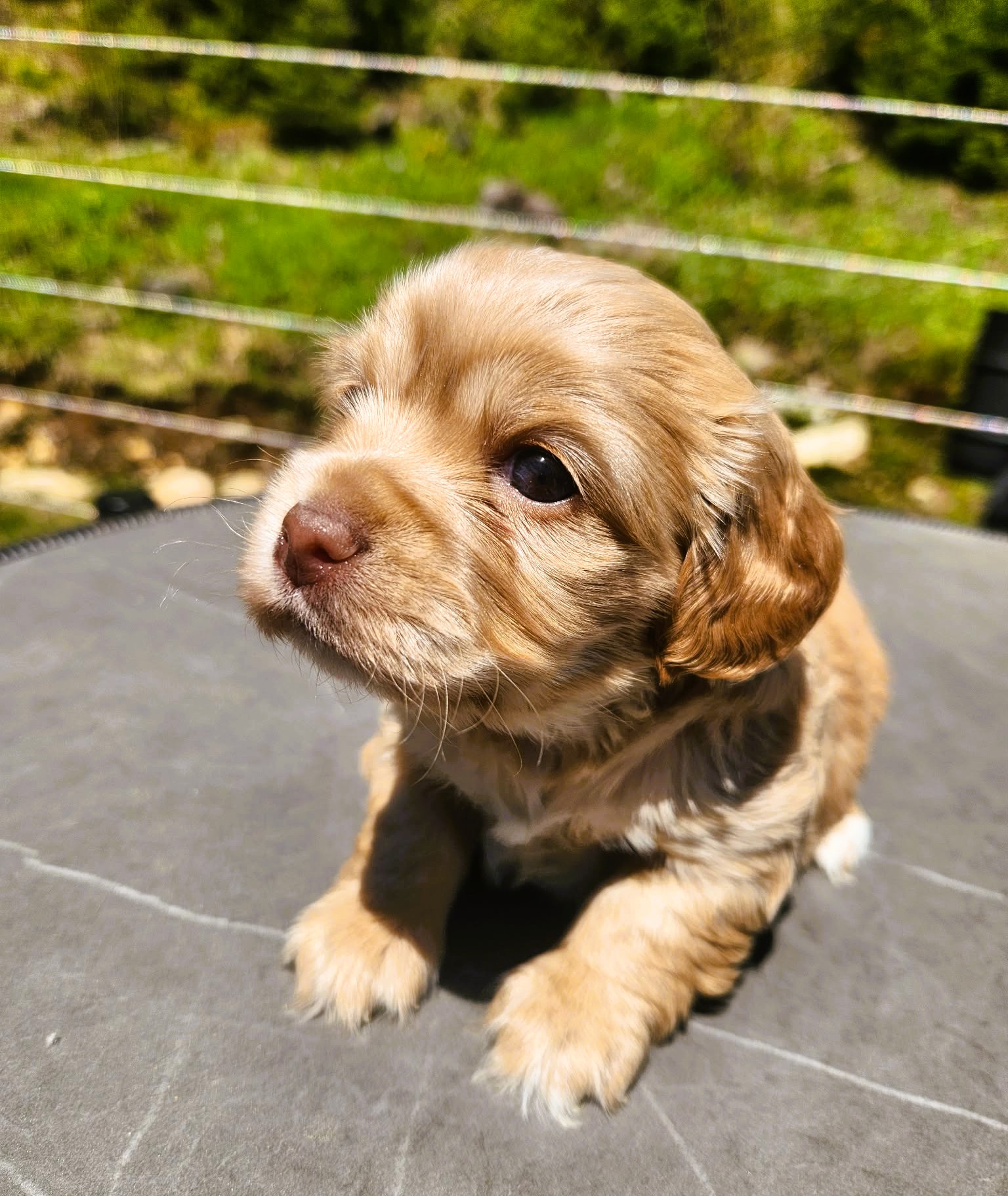 Cockapoo femelle maya pate blanche