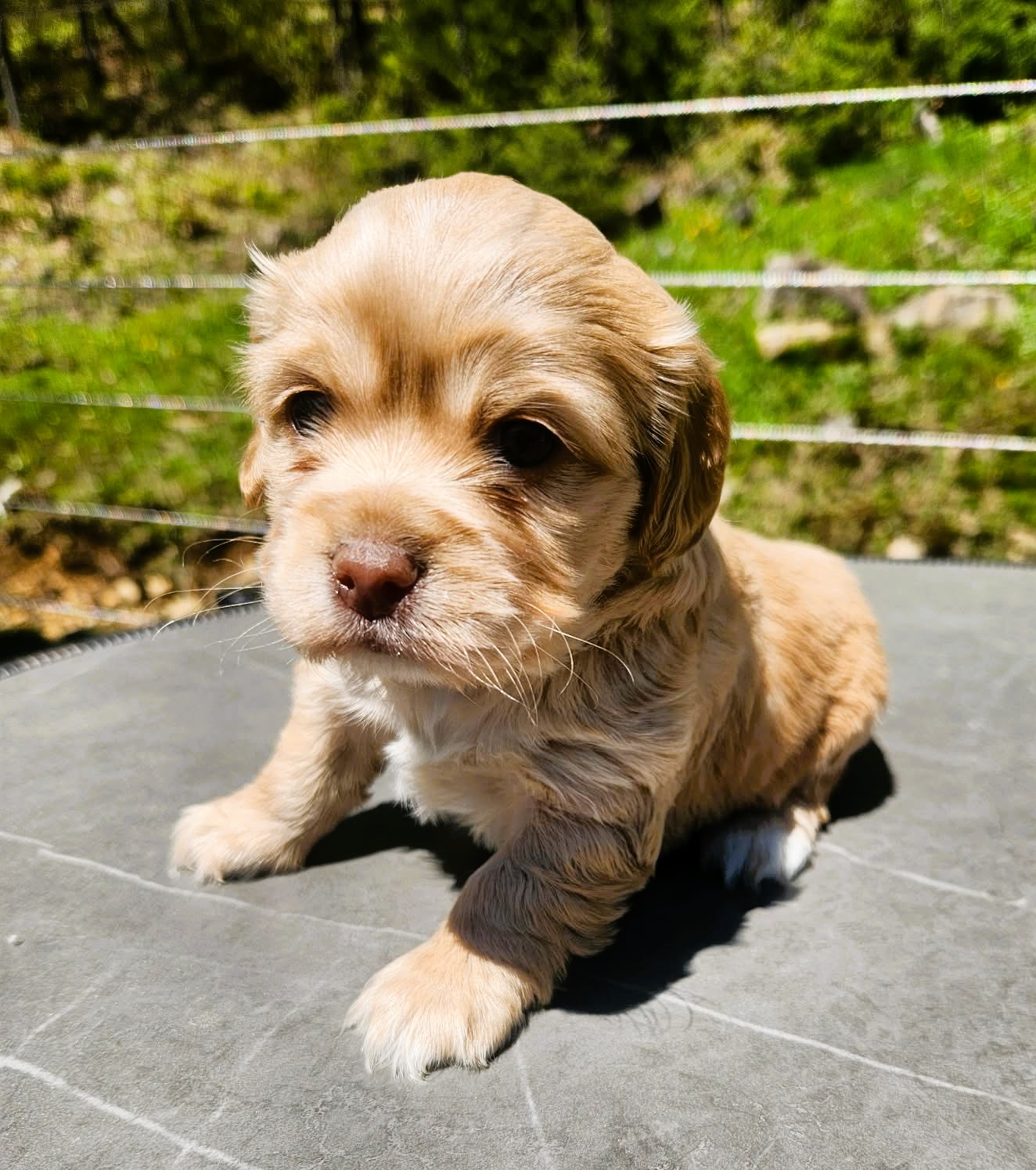 Cockapoo femelle maya pate blanche