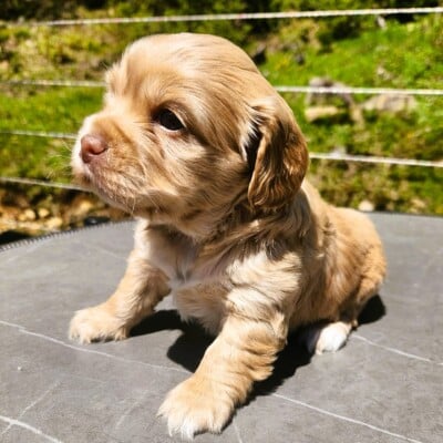 Cockapoo femelle maya pate blanche