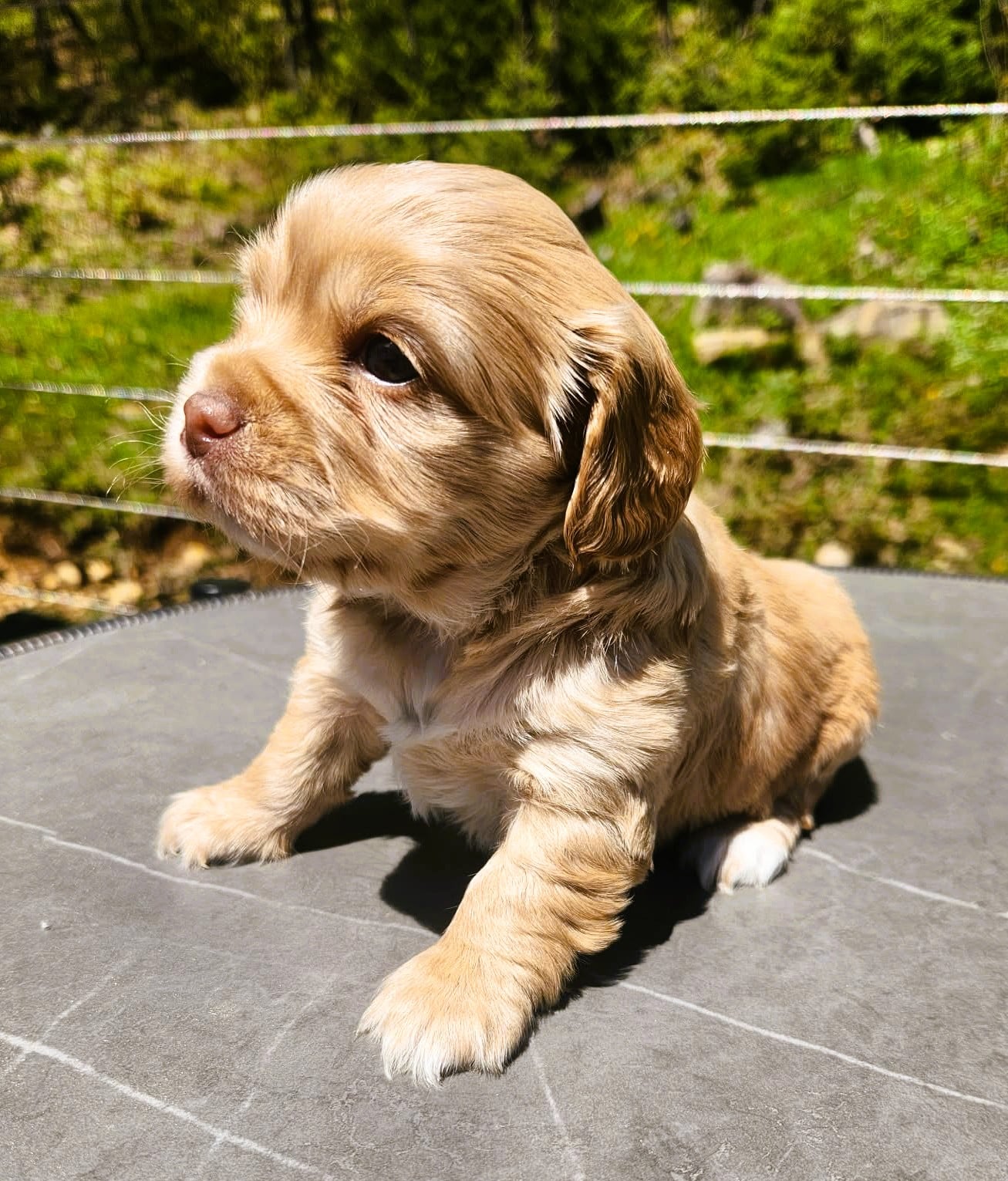 Cockapoo femelle maya pate blanche
