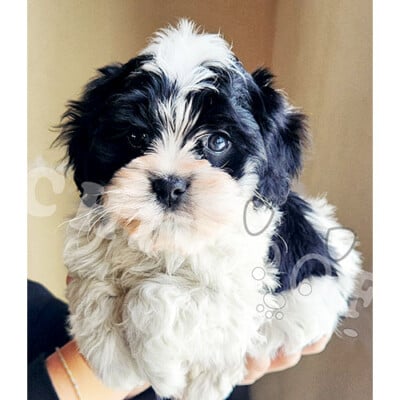 Cockapoo noir et blanc