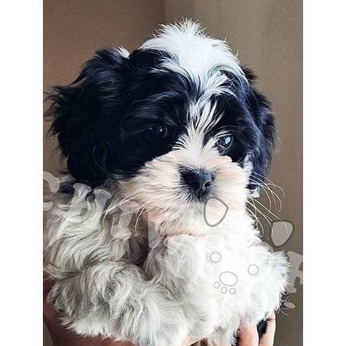 Cockapoo noir et blanc