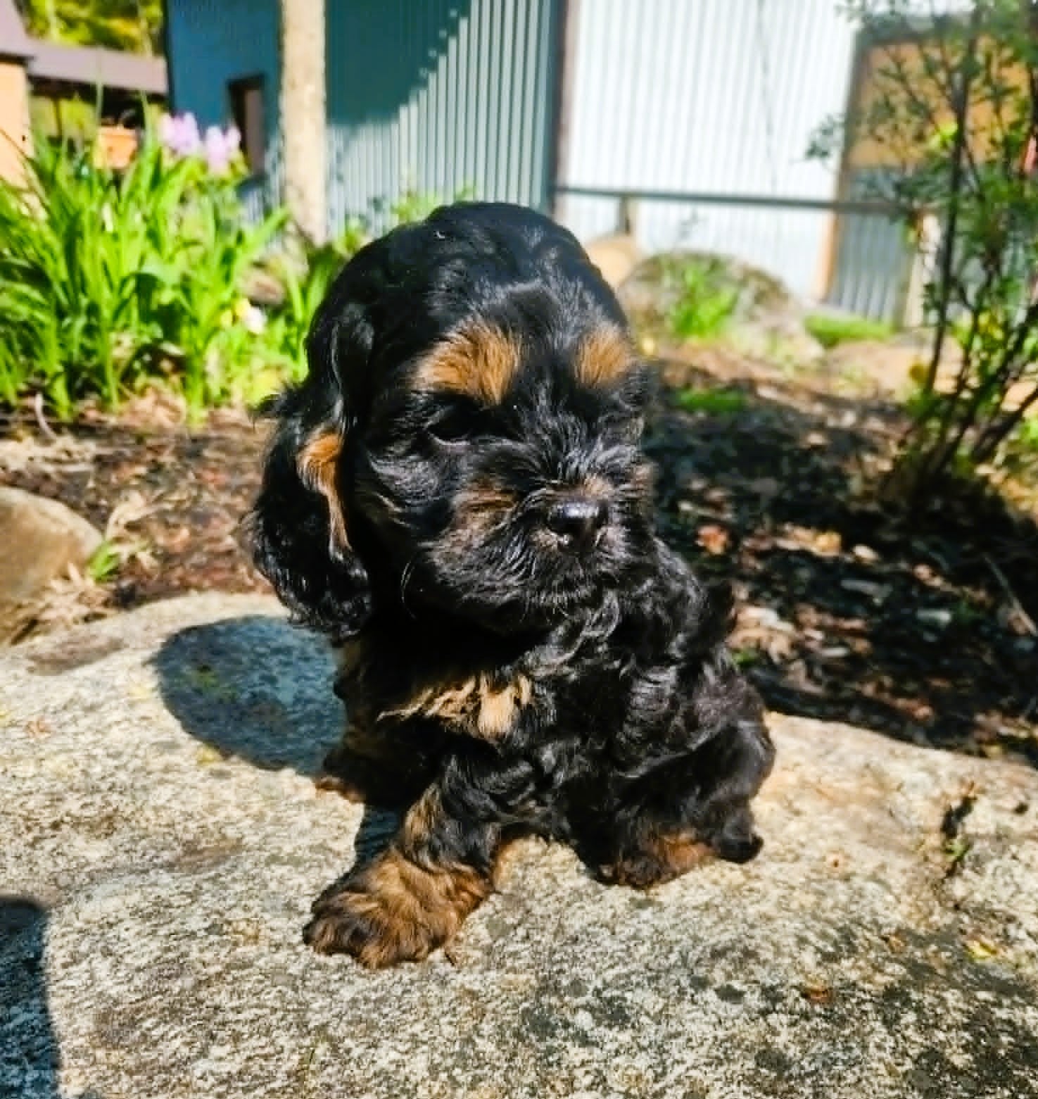 Cockapoo mâle noir-feu