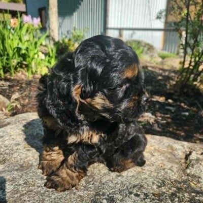 Cockapoo mâle noir-feu