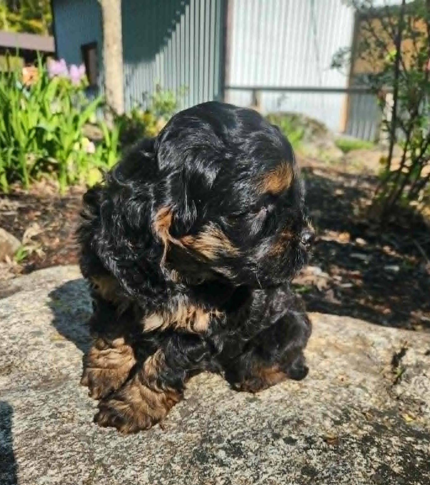 Cockapoo mâle noir-feu