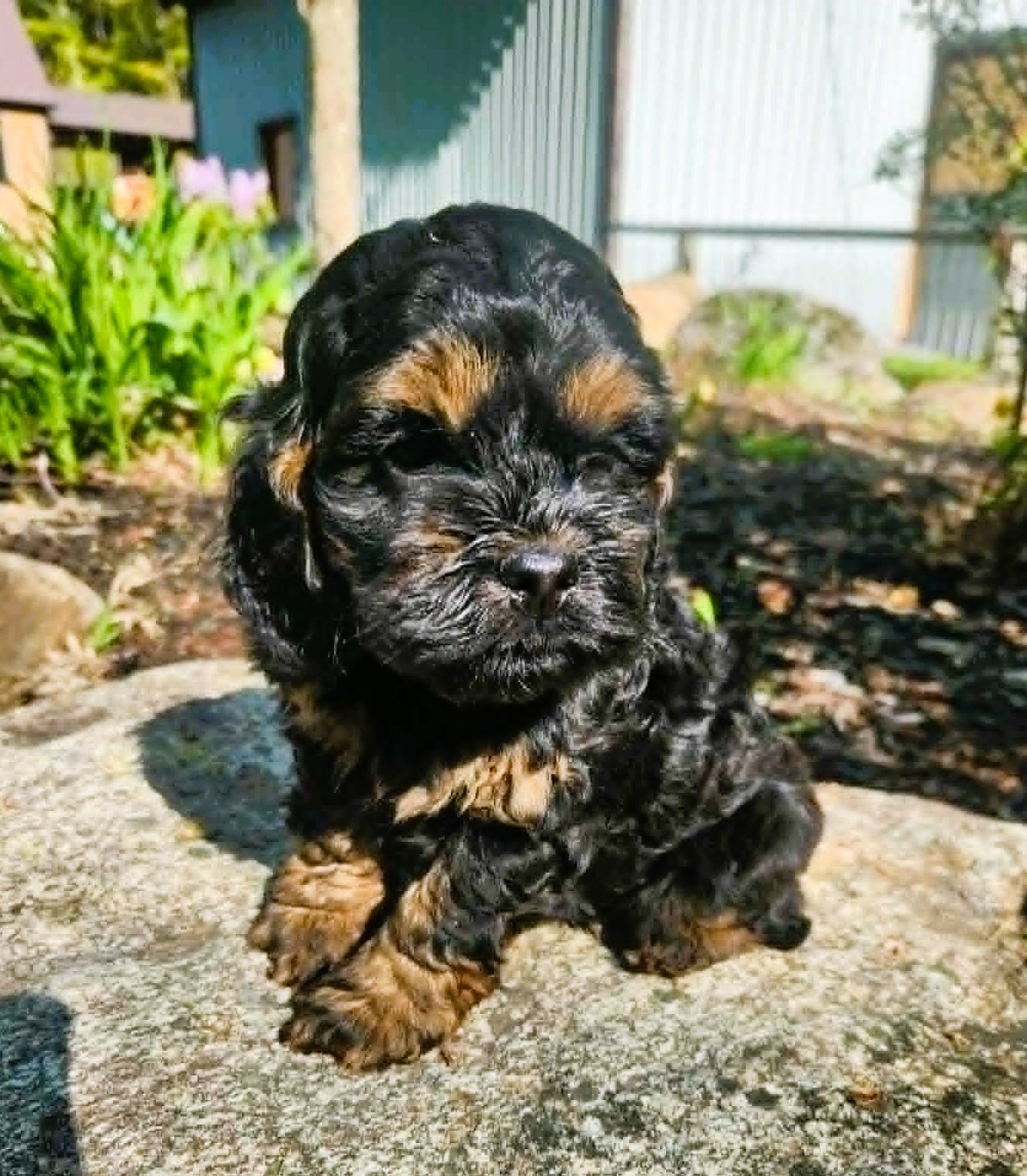 Cockapoo mâle noir-feu