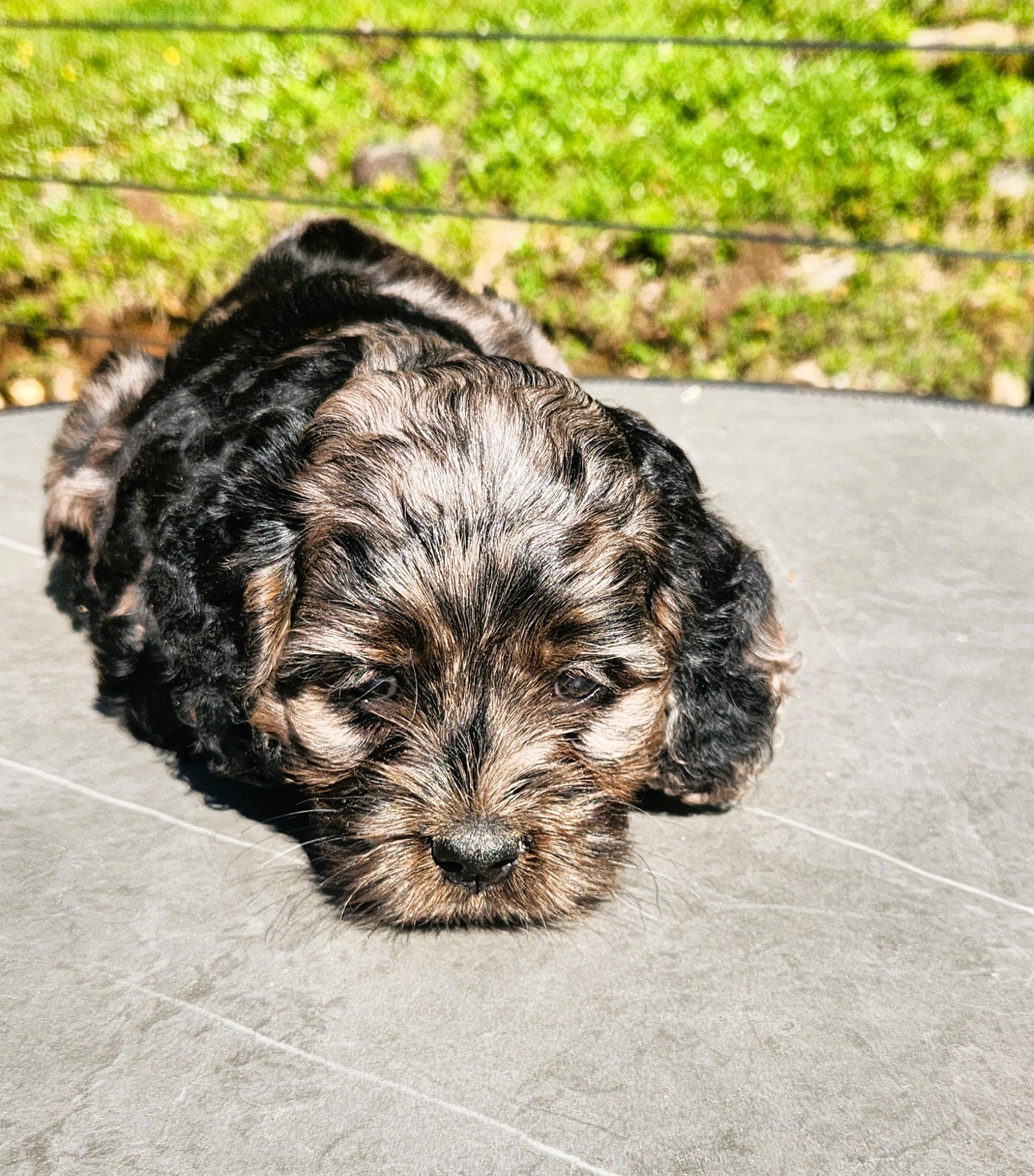 Cockapoo merle Mâle