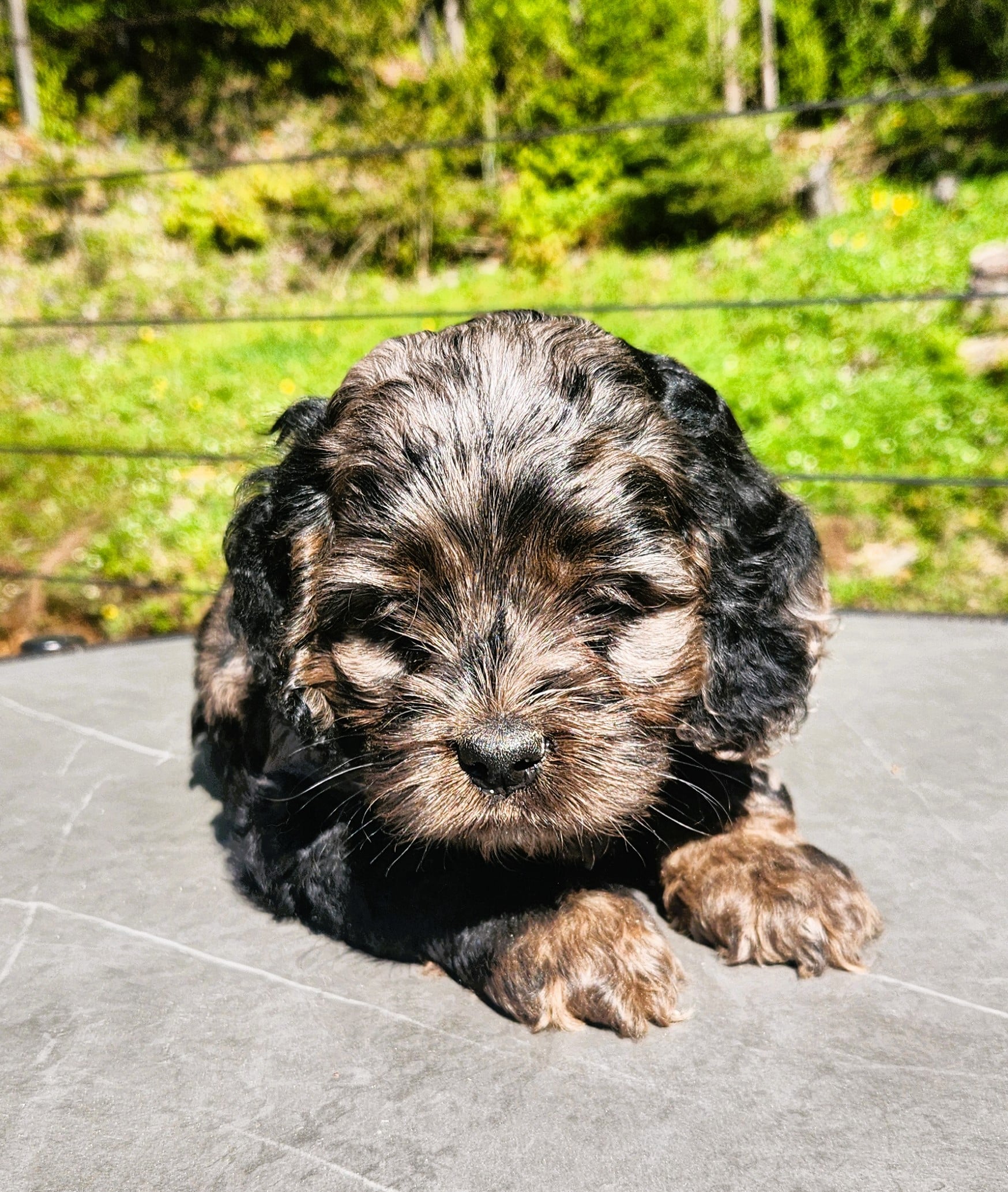 Cockapoo merle Mâle