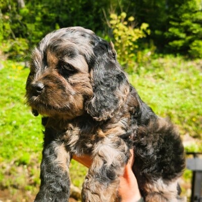 Cockapoo merle Mâle