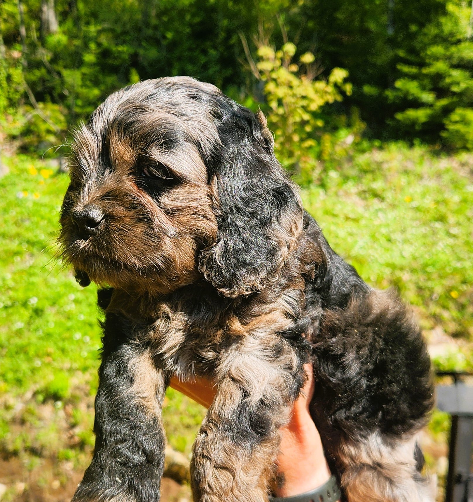 Cockapoo merle Mâle