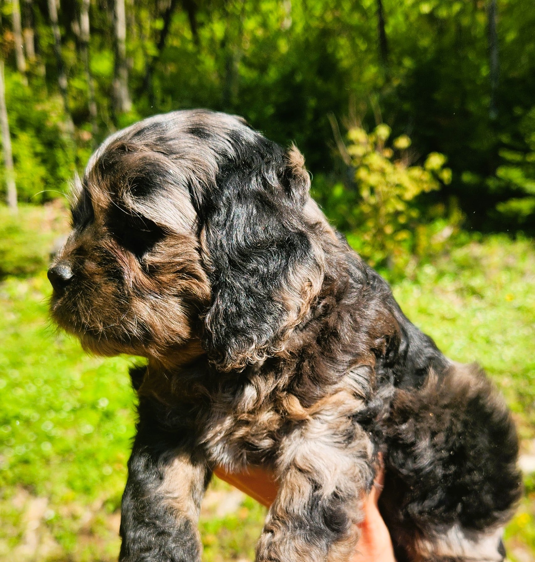 Cockapoo merle Mâle