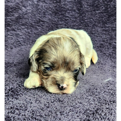 Cockapoo merle à vendre