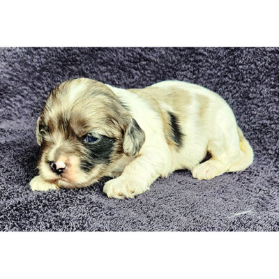 Cockapoo merle à vendre