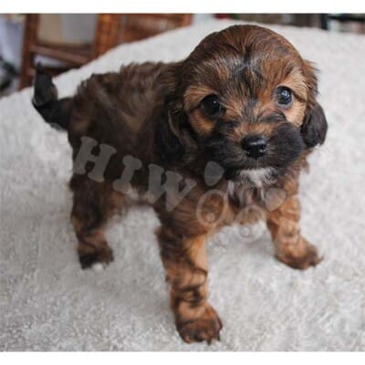 Chiot Cockapoo à vendre Québec