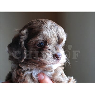 Chiot Cockapoo à vendre Québec