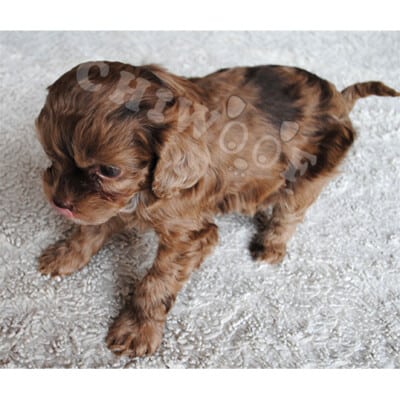 Chiot Cockapoo à vendre Québec