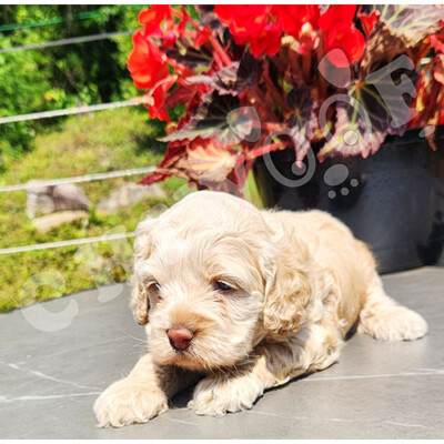 Cockapoo miniature femelle beige