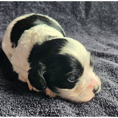 Cockapoo noir et blanc à vendre