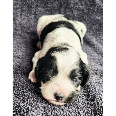 Cockapoo noir et blanc à vendre
