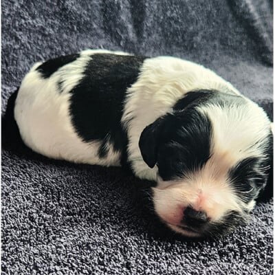 Cockapoo noir et blanc à vendre