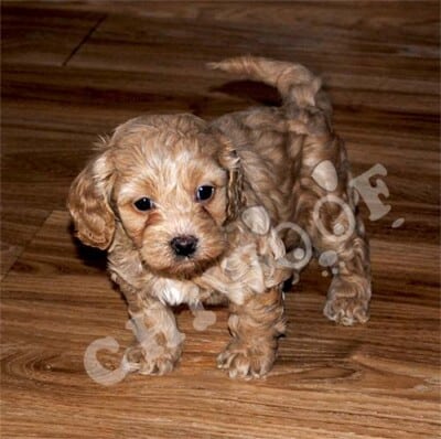 Chiot Cockapoo à vendre Québec