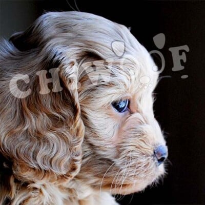Chiot Cockapoo à vendre Québec