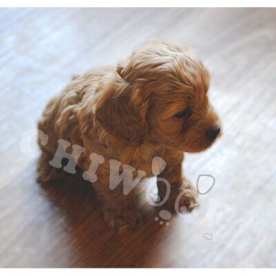 Chiot Cockapoo à vendre Québec