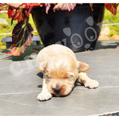 Cockapoo toy beige male