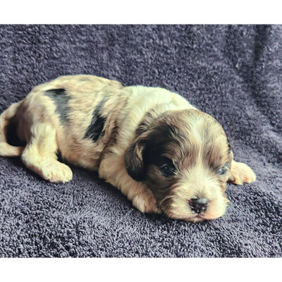 Cockapoo tricolor à vendre