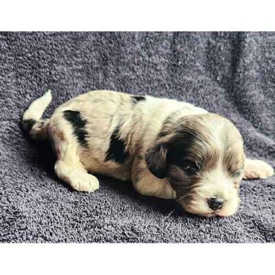 Cockapoo tricolor à vendre
