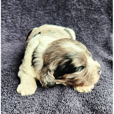 Cockapoo tricolor à vendre