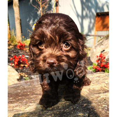 Élevage Cockapoo