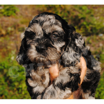 Élevage cockapoo tricolor