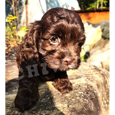 Élevage Cockapoo