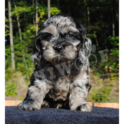 Élevage Cockapoo