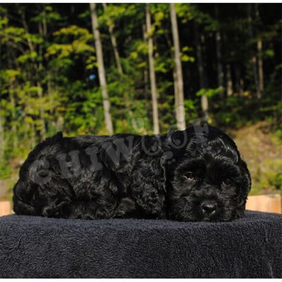 Élevage cockapoo miniature noir
