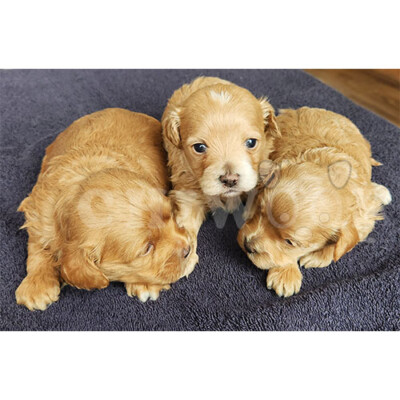 Éleveur Cockapoo mini