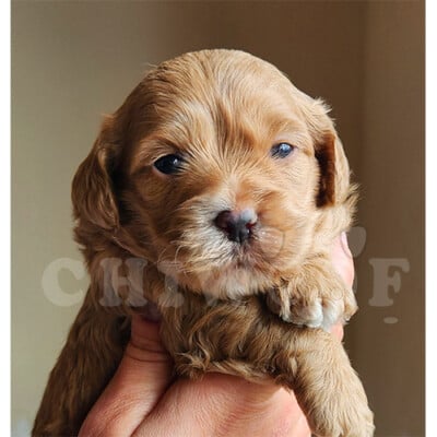 Éleveur Cockapoo toy
