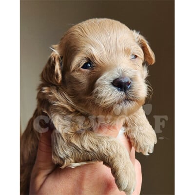 Éleveur Cockapoo toy