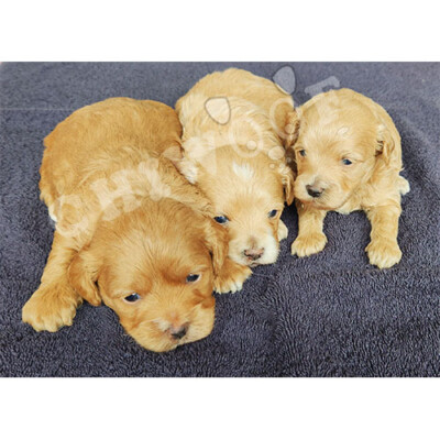 Éleveur Cockapoo toy
