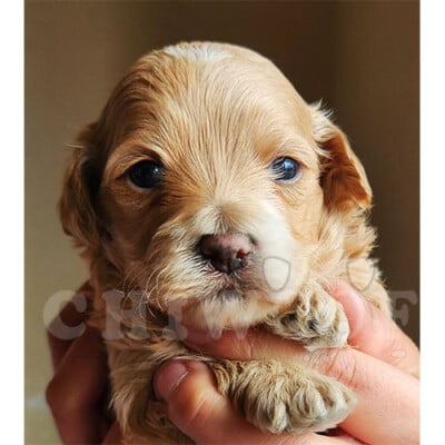 Éleveur Cockapoo toy