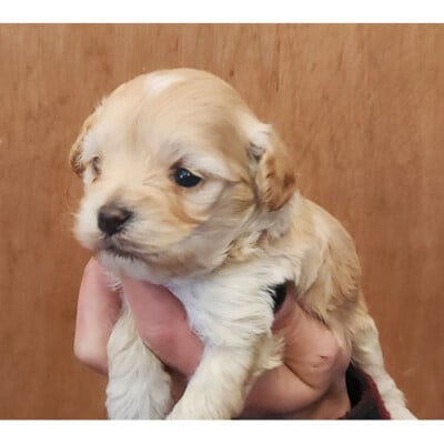Femelle cockapoo beige