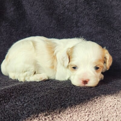 Femelle cockapoo blanche