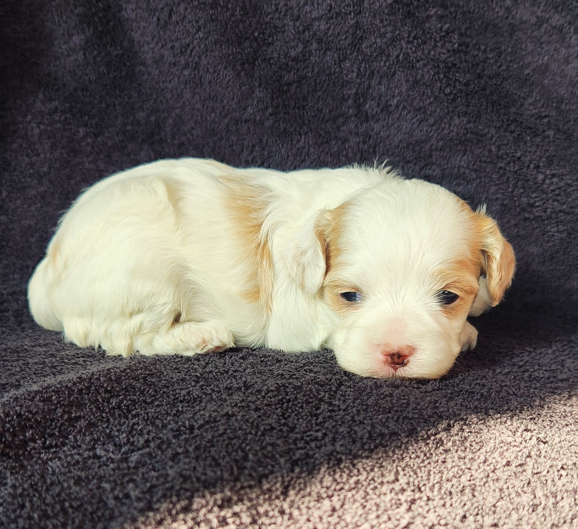 Femelle cockapoo blanche