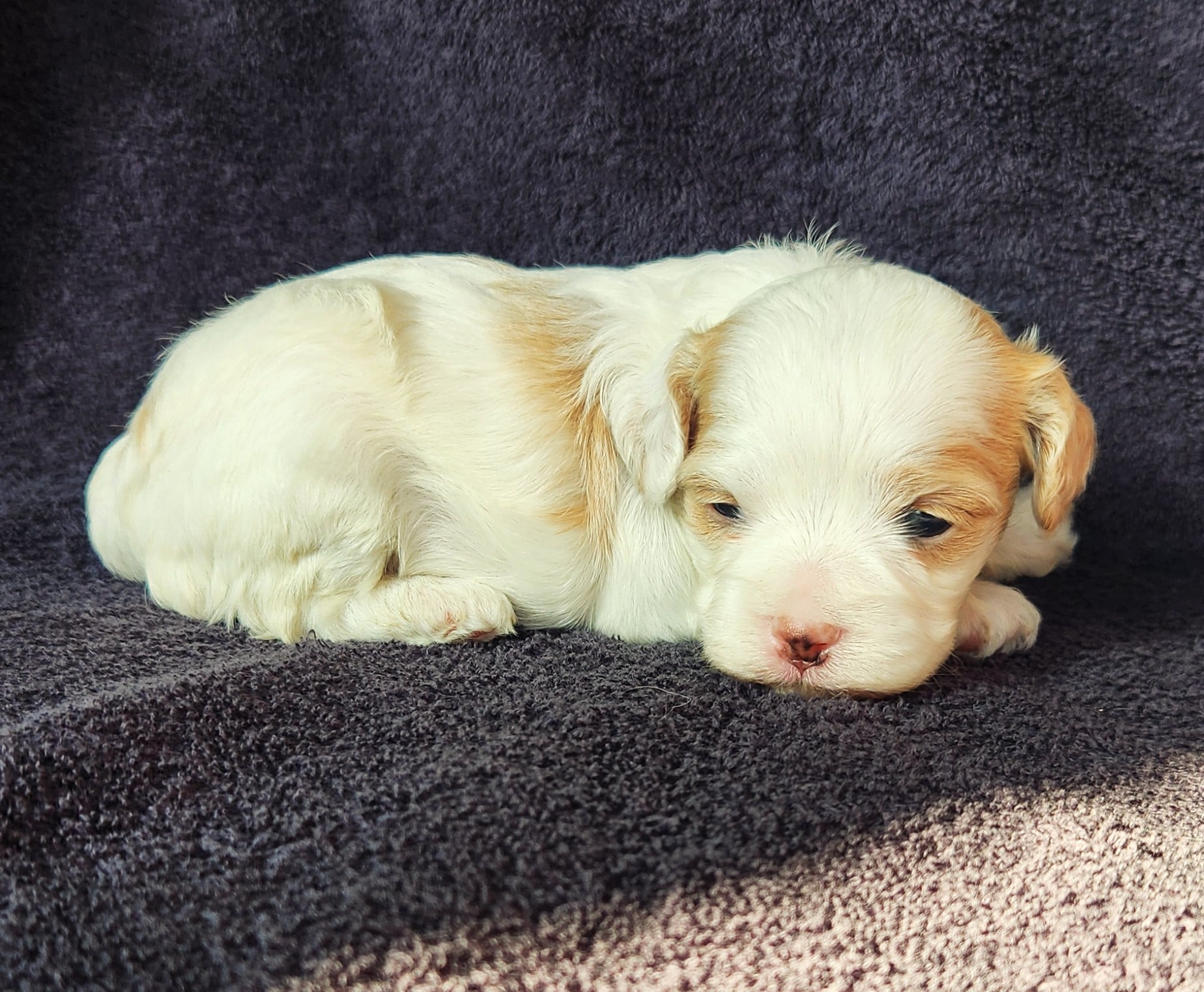 Femelle cockapoo blanche